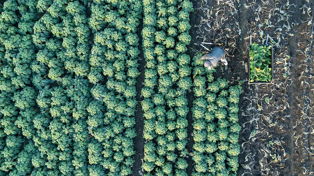 Viele-Agrarbetriebe-erhalten-Ausgleichszahlungen-fuer-schwierige-Standortbedingungen-Archivbild