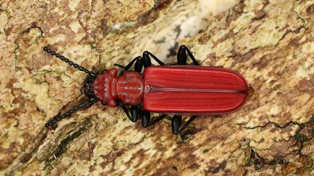 Der-Scharlachrote-Plattkaefer-wurde-im-Nationalpark-Saechsische-Schweiz-nachgewiesen