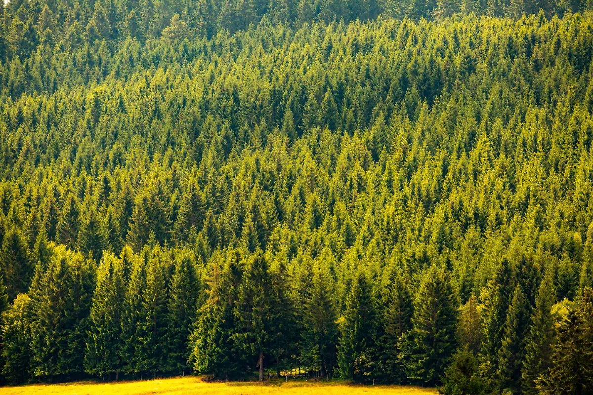 News-Bilder-des-Tages-Scheibe-Alsbach-010819-Thueringer-Wald-bei-Neuhaus-am-Rennweg-Scheibe-Alsbach-010819-Thuringian-Forest-at-Neuhaus-am-Rennweg
