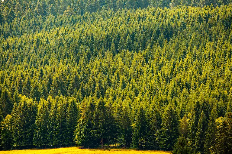 News-Bilder-des-Tages-Scheibe-Alsbach-010819-Thueringer-Wald-bei-Neuhaus-am-Rennweg-Scheibe-Alsbach-010819-Thuringian-Forest-at-Neuhaus-am-Rennweg
