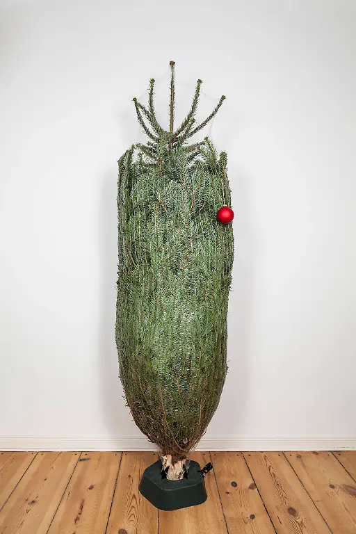 Aufgestellter-Weihnachtsbaum-im-Netz-mit-einer-einzelnen-roten-Weihnachtsbaumkugel-Set-up-Christmas-tree-in-the-net-with-a-single-red-Christmas-tree-ball