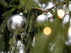 Bayern: Weihnachtsbaum vor Rathaus umgesägt - vierstelliger Schaden