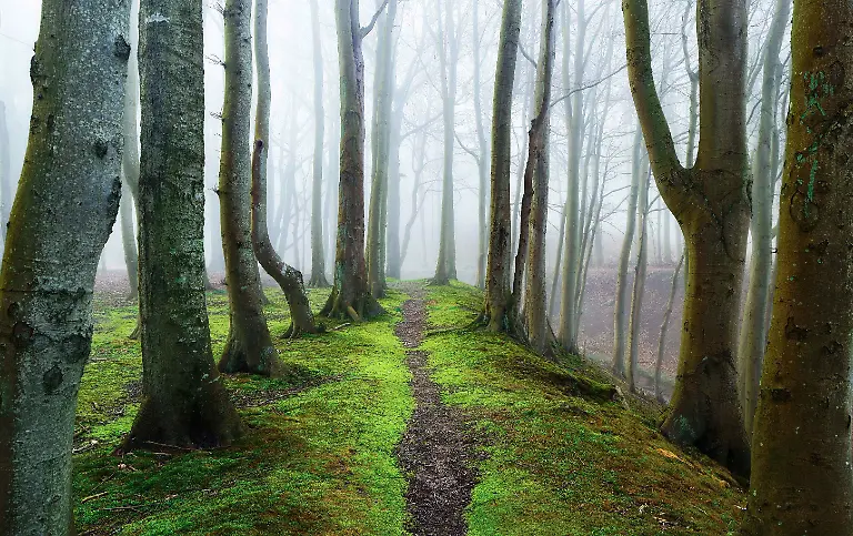 THE WOODS_DS 23