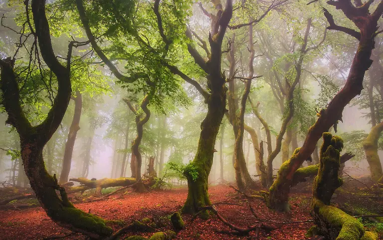 THE WOODS_DS 4