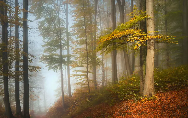 THE WOODS_DS_1