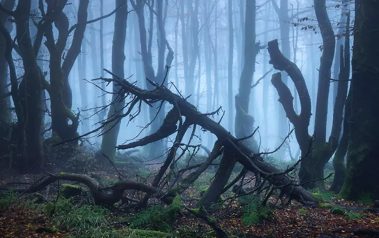 THE WOODS_DS 18