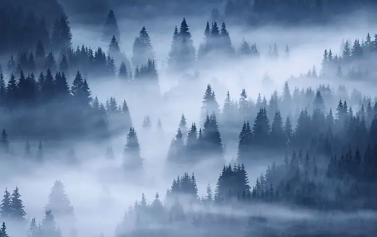 THE WOODS_DS 13