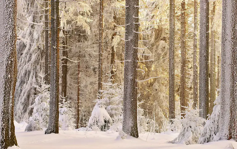 THE WOODS_DS 28