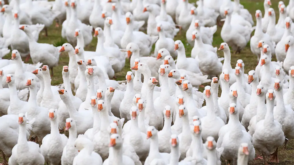 Wegen-eines-Vogelgrippe-Verdachts-werden-6-500-Gaense-getoetet