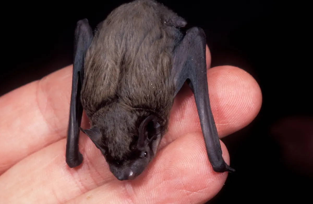 Kleiner-Abendsegler-Kleinabendsegler-Nyctalus-leisleri-leislers-bat-Kleiner-Abendsegler-Kleinabendsegler-Nyctalus-leisleri-leislers-bat-Copyright-xZoonar