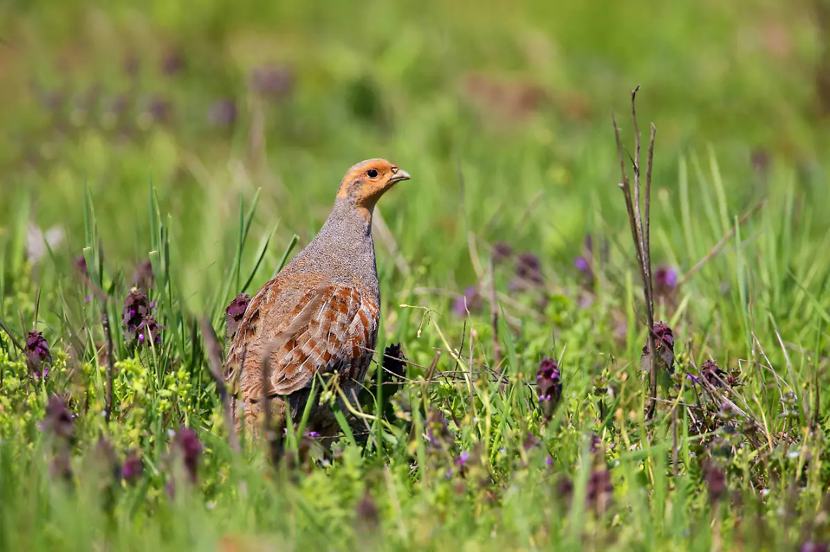 Rebhuhn-Perdix-perdix-sitzt-auf-einer-Wiese-Oesterreich-grey-partridge-Perdix-perdix-sitting-in-a-meadow-Austria-BLWS473042-Copyright-xblickwinkel-M