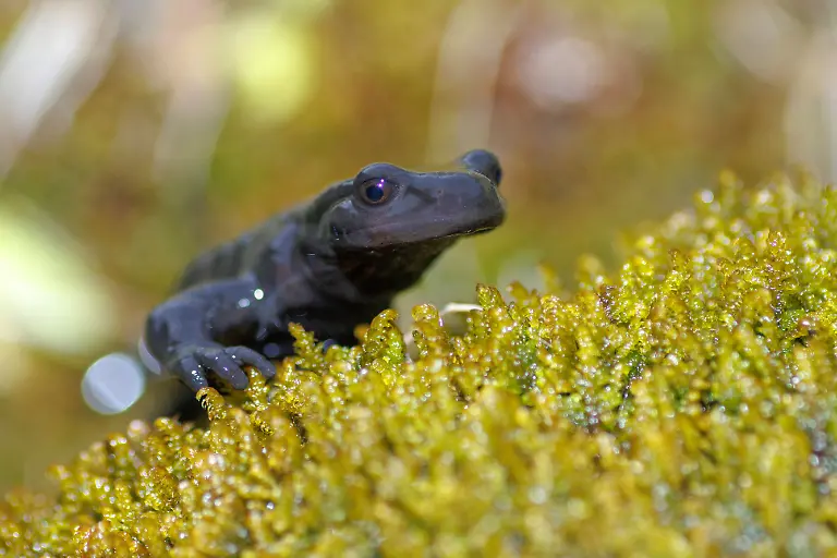 Grosser-Alpensalamander-Salamandra-lanzai-sitzt-auf-Moos-Vorderansicht-Frankreich-Ristolas-large-Alpine-salamander-Salamandra-lanzai-sits-on-moss-front-view-France-Ristolas-BLWS702597-Big-Alpine-salamander-salamandra-lanzai-sits-at-Moss-Front-view-France-Ristolas-Large-Alpine-Salamander-salamandra-lanzai-sits-ON-moss-Front-view-France-Ristolas-BLWS702597-Copyright-xblickwinkel-AGAMI-N