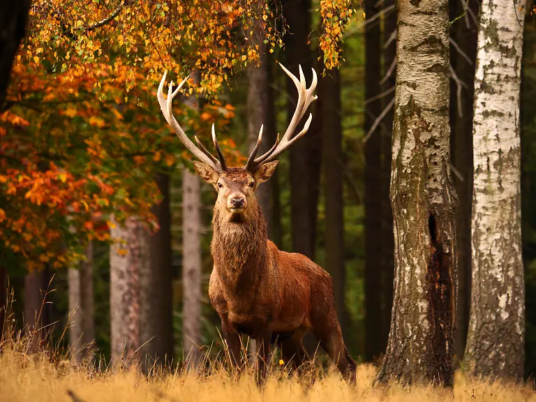 Creative-Highlights-World-Rothirsch-Rot-Hirsch-Edelhirsch-Edel-Hirsch-Rotwild-Rot-Wild-Cervus-elaphus-Hirschbulle-steht-auf-einer-Waldlichtung-im-Herbst-Vorderansicht-Deutschland-red-deer-Cervus-elaphus-hart-standing-in-a-forest-clearing-in-autumn-front-view-Germany-BLWS600160-Copyright-xblickwinkel-S