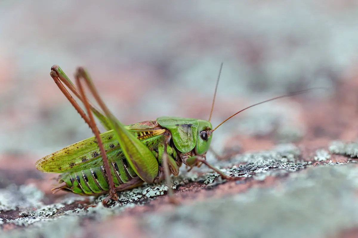 Warzenbeisser-Decticus-verrucivorus-Heuschrecke-Langfuehlerschrecke-Insekt-Makro-Tiere-Insekten-McPMAS-McP-MAS-2025-007178-Warthog-Decticus-verrucivorus-Grasshopper-Long-footed-grasshopper-Insect-Macro-Animals-Insects-McPMAS-McP-MAS-2025-007178-McPMAS