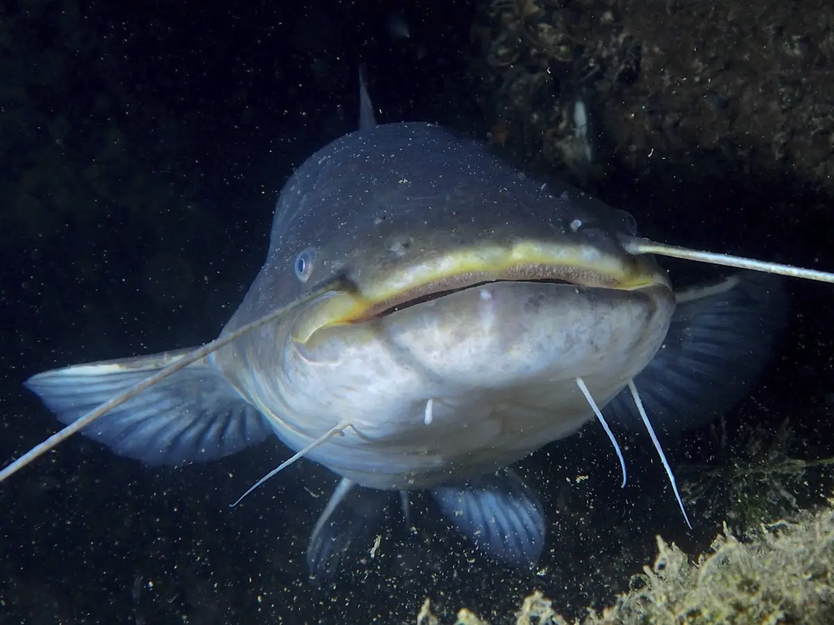 Nahaufnahme-eines-Welses-Silurus-glanis-Waller-in-dunkler-Unterwasserumgebung-Gut-zu-sehen-sind-die-buerstenartigen-Zaehne-im-Oberkiefer-Tauchplatz-Zollbruecke-Rheinau-Kanton-Zuerich-Rhein-Hochrhein-Schweiz-Deutschland-Close-up-of-a-catfish-Silurus-glanis-in-a-dark-underwater-environment-The-brush-like-teeth-in-the-upper-jaw-are-clearly-visible-Dive-site-Zollbruecke-Rheinau-Canton-Zurich-Rhine-High-Rhine-Switzerland-Germany-Copyright-imageBROKER-RolfxvonxRiedmatten-ibxrvo14934342