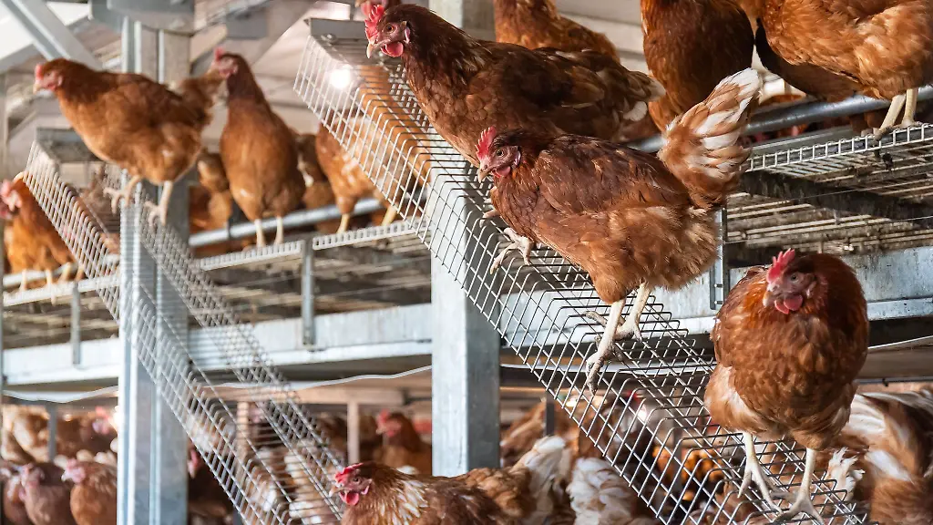 Seit-Oktober-wurden-auch-in-Hessen-Vogelgrippe-Faelle-der-aktuellen-Ausbruchswelle-nachgewiesen