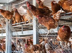 Hessen: Vogelgrippe kostet das Land Hessen rund 100.000 Euro