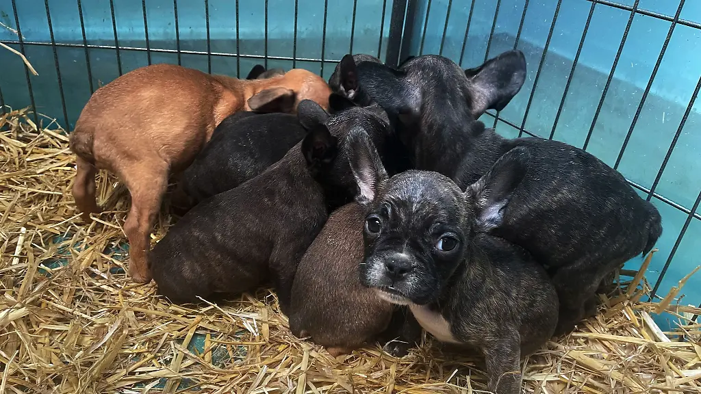 Im-Advent-boomt-der-illegale-Welpenhandel-laut-dem-bayerischen-Landesverband-des-Deutschen-Tierschutzbunds