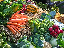 Thüringen: Möhren-Marketing: Fördermittel für Agrarprodukte-Vermarktung