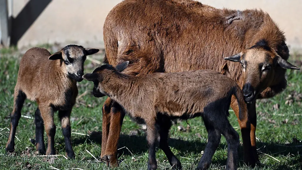 In-Erfurt-hat-ein-Mann-laut-Polizei-Kamerunschafe-gestohlen