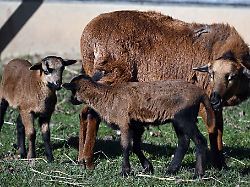 Thüringen: Mann sperrt gestohlene Schafe in Zimmer – Polizei greift ein