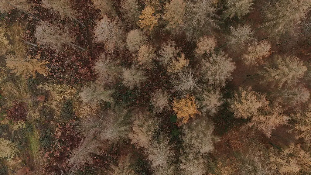 Der-Zustand-des-Waldes-wird-seit-mehr-als-40-Jahren-untersucht