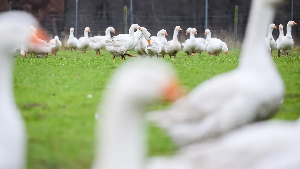Die-Auswirkungen-der-Vogelgrippe-truebt-die-Stimmung-der-Gaensehalter-vor-Weihnachten-ein