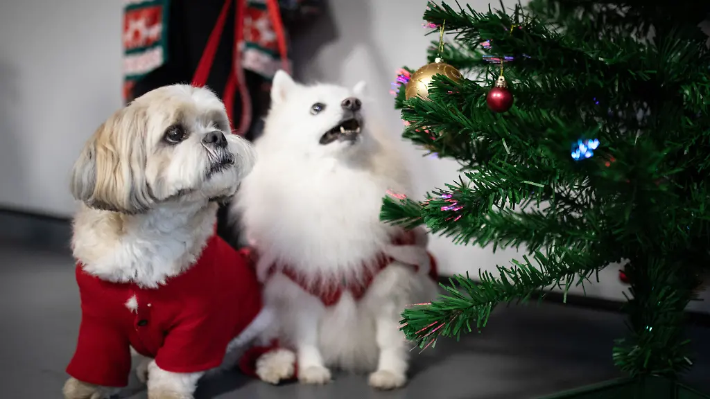 Dogs-of-all-breeds-shapes-and-sizes-were-warmly-welcomed-to-RSPCA-Llys-Nini-Animal-Centres-annual-K9-Carol-Service-conducted-by-Reverend-Dr-John-Gillibrand-The-furry-friend-event-was-held-at-the-brand-new-Llys-Nini-building-in-Penllergaer-Swansea-for-the-first-time-This-was-the-fourth-K9-Carol-Service-Llys-Nini-has-held-and-the-popular-community-event-attracted-58-dogs-and-106-people-The-new-Llys-Nini-development-located-on-78-acres-of-historic-land-dating-back-to-1507-started-construction-just-before-Covid-and-finished-and-formally-opened-on-13th-September-this-year-All-the-money-raised-from-the-K9-Carol-event-goes-back-to-the-Llys-Nini-charity