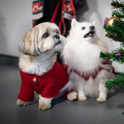 Giftige Weihnachtsdeko: Was Hund und Katze gefhrdet - ntv.de
