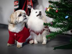 Versteckte Gifte: Welche Weihnachtsdeko riskant für Hund und Katze ist