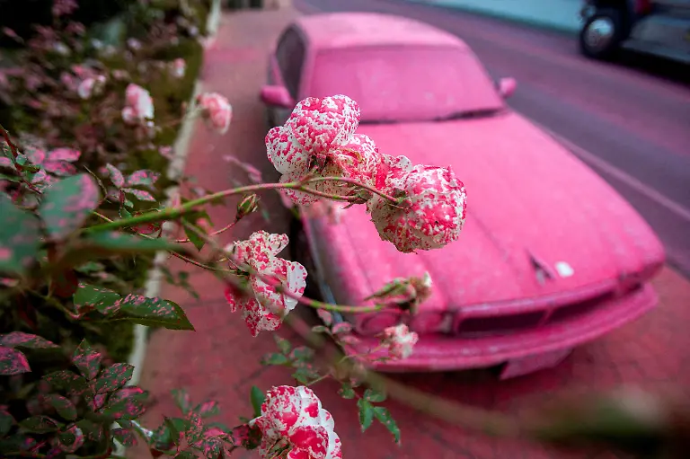 Flowers-and-a-car-are-covered-by-fire-retardant-as-the-Palisades-Fire-burns-in-Mandeville-Canyon-a-neighborhood-of-Los-Angeles-California-January-11