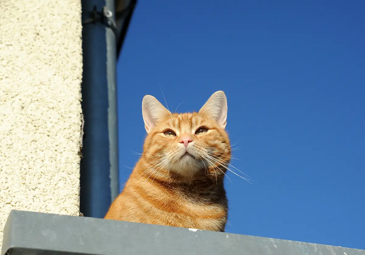 Eine-Katze-schleicht-am-23-02-2014-in-Ploetzky-Sachsen-Anhalt-auf-einem-Grundstueck-umher