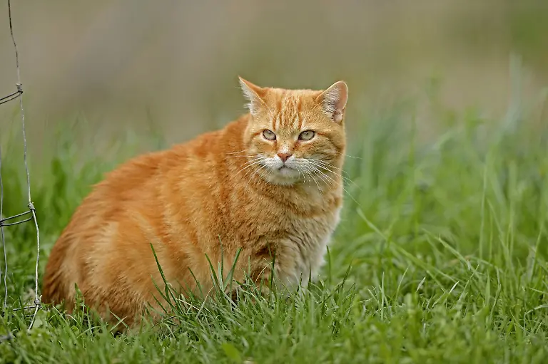 Hauskatze-Haus-Katze-Felis-silvestris-f-catus-sitzt-in-einer-Wiese-Deutschland-domestic-cat-house-cat-Felis-silvestris-f
