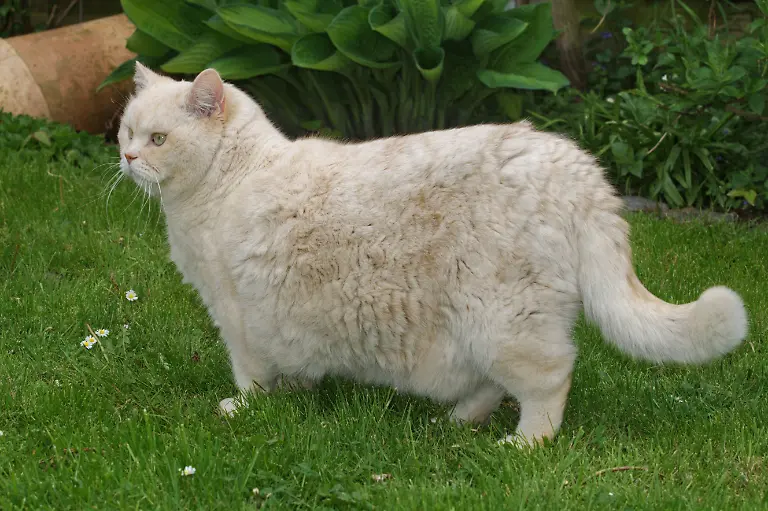 Perser-Perserkatze-Perser-Katze-Felis-silvestris-f-catus-Kater-steht-auf-dem-Rasen-Deutschland-domestic-cat-house-cat-Persian-Felis-silvestris-f