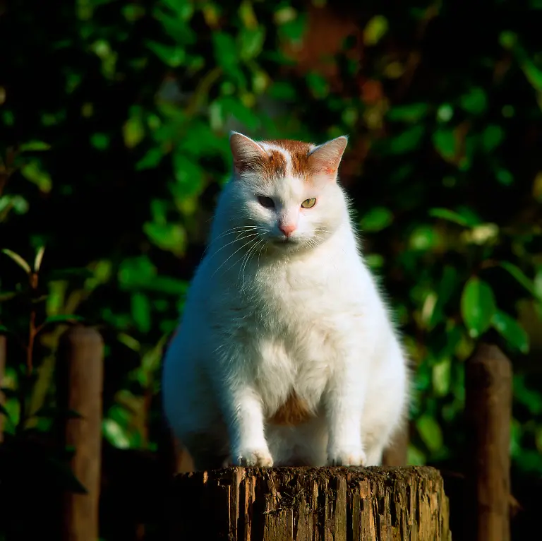 Hauskatze-zu-dick-uebergewichtig