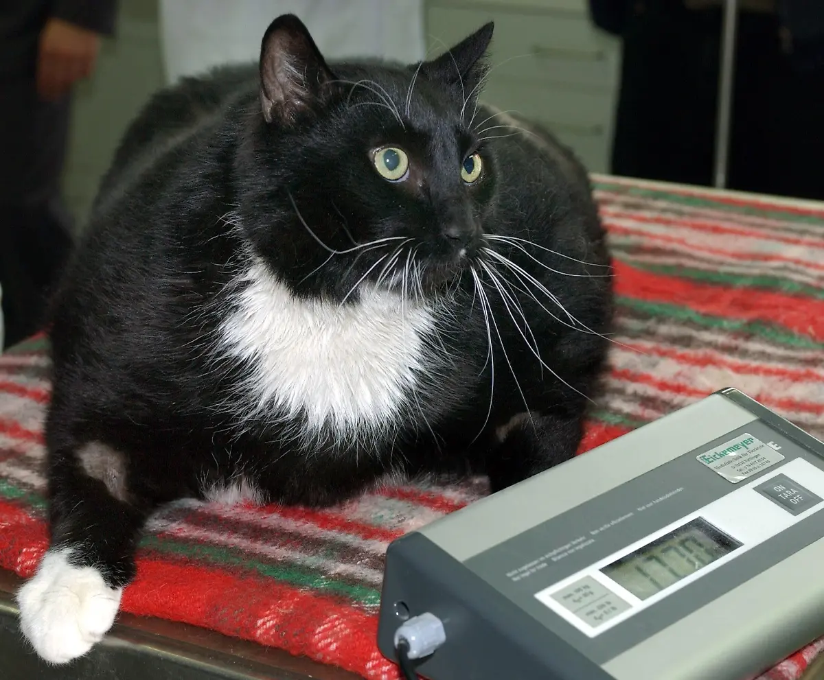 Der-uebergewichtige-Kater-Miksch-sitzt-am-Dienstag-27-04-2004-im-Tierheim-Berlin-auf-einer-Waage-Mit-etwa-17-Kilo-ist-Mikesch-fast-zwei-Kilo-leichter-als-noch-vor-zwei-Wochen-als-er-ins-Tierheim-gebracht-wurde-Der-dicke-aber-gesunde-Kater-der-von-seinem-frueheren-Herrchen-taeglich-mit-zwei-Kilo-Schabefleisch-gefuettert-wurde-ist-auf-eine-Tagesration-von-200-Gramm-gesetzt-Das-Tierheim-sucht-fuer-Mikesch-nach-dem-Abspecken-ein-neues-Zuhause-mit-Garten-und-viel-Zuwendung