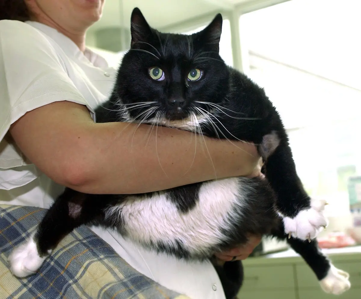 Der-uebergewichtige-Kater-Miksch-wird-am-Dienstag-27-04-2004-im-Tierheim-Berlin-von-einer-Tierarzthelferin-auf-die-Waage-gesetzt-Mit-etwa-17-Kilo-ist-Mikesch-fast-zwei-Kilo-leichter-als-noch-vor-zwei-Wochen-als-er-ins-Tierheim-gebracht-wurde-Der-dicke-aber-gesunde-Kater-der-von-seinem-frueheren-Herrchen-taeglich-mit-zwei-Kilo-Schabefleisch-gefuettert-wurde-ist-auf-eine-Tagesration-von-200-Gramm-gesetzt-Das-Tierheim-sucht-fuer-Mikesch-nach-dem-Abspecken-ein-neues-Zuhause-mit-Garten-und-viel-Zuwendung