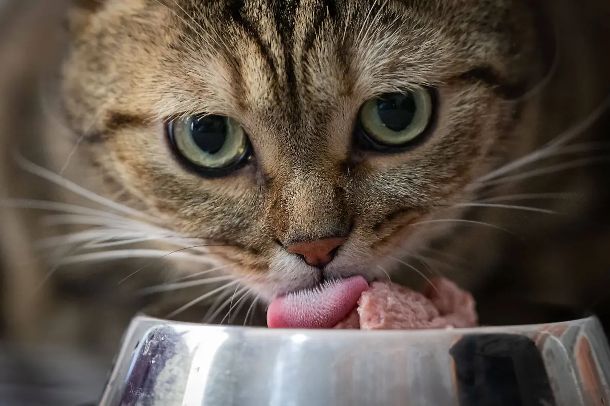 Obese-cat-Simba-loses-weight-by-doing-pilates-ANKARA-TURKIYE-FEBRUARY-14-The-cat-Simba-who-has-reached-9-kilograms-due-to-obesity-due-to-irregular-nutrition-and-inactivity-is-seen-trying-to-lose-weight-by-doing-pilates-and-swimming-in-the-pool-in-Ankara-Turkiye-on-February-14-2025-Simba-gained-weight-in-a-short-time-as-a-result-of-excess-food-consumption-and-inactivity-Ankara-Turkey-Editorial-use-only-Please-get-in-touch-for-any-other-usage