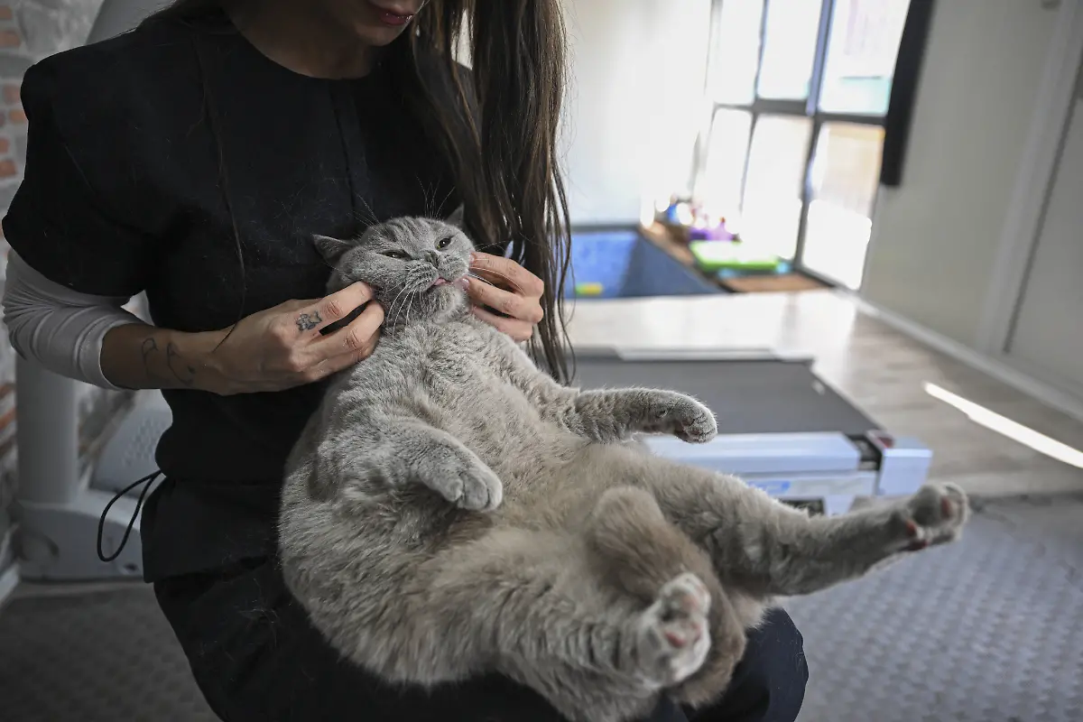 Obese-cat-and-dog-try-to-lose-weight-with-pilates-and-swimming-in-Ankara-ANKARA-TURKIYE-FEBRUARY-27-A-view-of-4-year-old-cat-named-Siraz-trying-to-get-rid-of-its-excess-weight-by-doing-pilates-and-swimming-in-the-pool-as-it-obese-due-to-irregular-nutrition-and-inactivity-in-Ankara-Turkiye-on-February-27-2024-Ankara-Turkey-Editorial-use-only-Please-get-in-touch-for-any-other-usage