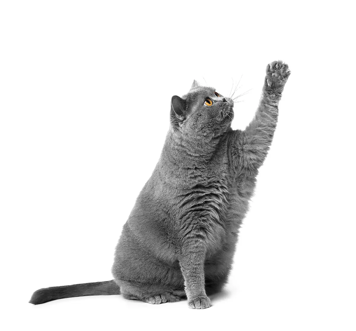 A-fat-funny-British-Shorthair-cat-sits-on-a-white-background-and-looks-attentively-and-raises-its-paw-up-Obesity-overweight-cats-dietary-specialty-pet-food