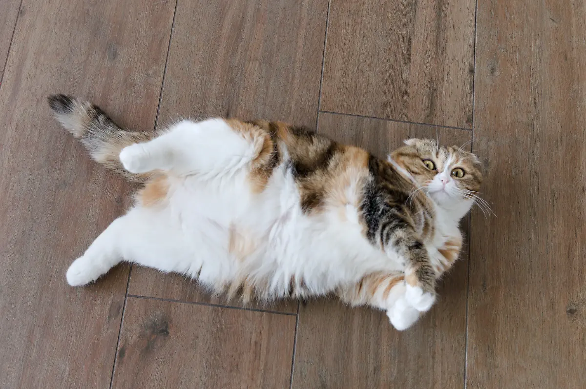 Cat-scottish-fold-years-relaxed-overweight-cat-sleep-on-it-s-back