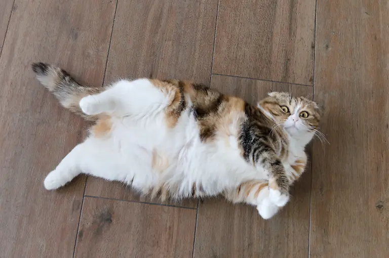 Cat-scottish-fold-years-relaxed-overweight-cat-sleep-on-it-s-back