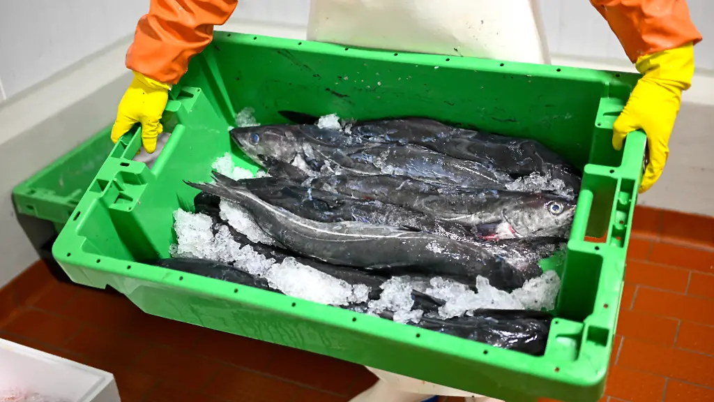 Seelachs-aus-der-Nordsee-liegt-in-einer-Fischkiste-Im-ostfriesischen-Neuharlingersiel-findet-am-gleichen-Tag-die-Jahreshauptversammlung-des-Verbandes-der-Kleinen-Hochsee-und-Kuestenfischerei-statt-Angesichts-ruecklaeufiger-Fangmengen-und-gekuerzter-Foerdergelder-forderten-die-Fischer-zuletzt-eine-staerkere-finanzielle-Unterstuetzung