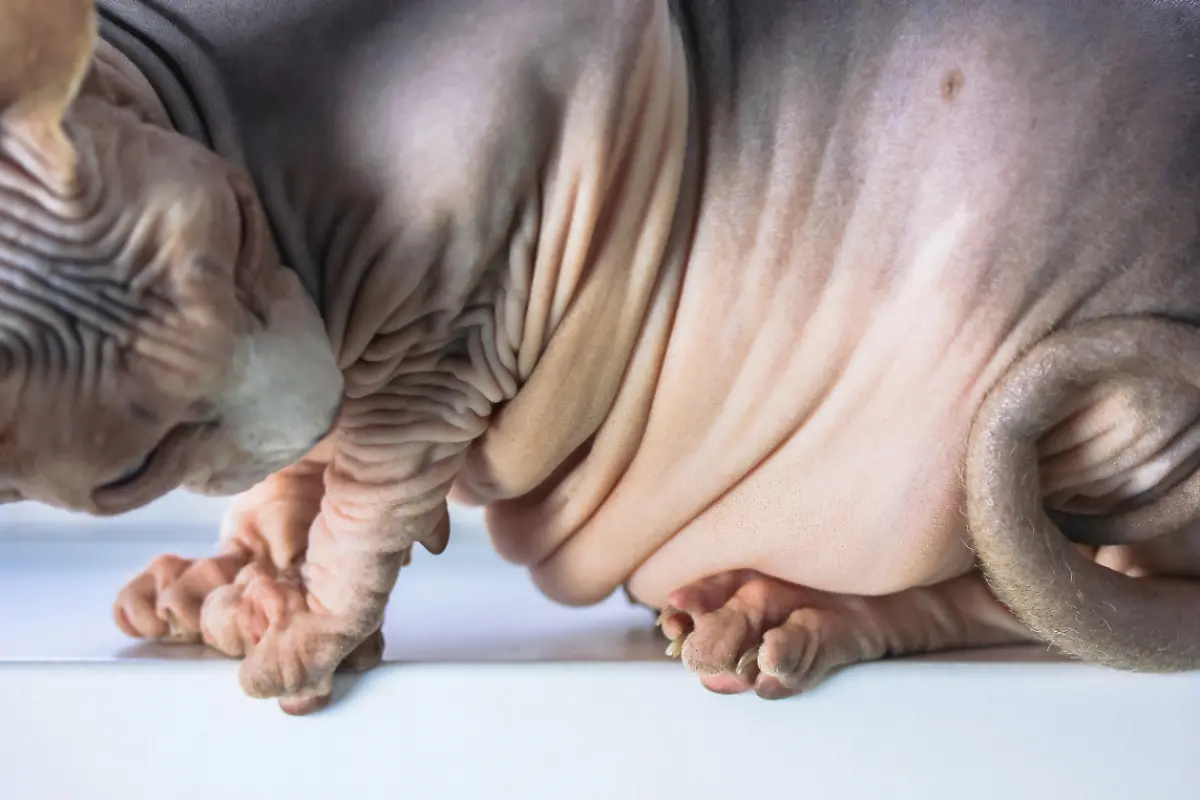 Cat-of-breed-Canadian-Sphynx-sitting-on-a-white-windowsill-Thick-wrinkled-folded-belly-of-a-bald-cat-close-up-Paws-and-twisted-tail-A-fat-cat-obesity-Overweight