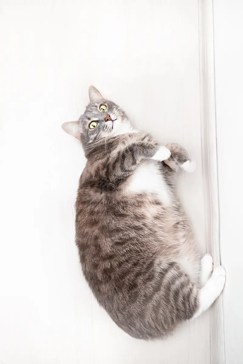 Funny-chubby-cat-with-obesity-and-health-problems-lies-on-the-floor-in-the-apartment