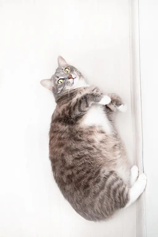 Funny-chubby-cat-with-obesity-and-health-problems-lies-on-the-floor-in-the-apartment