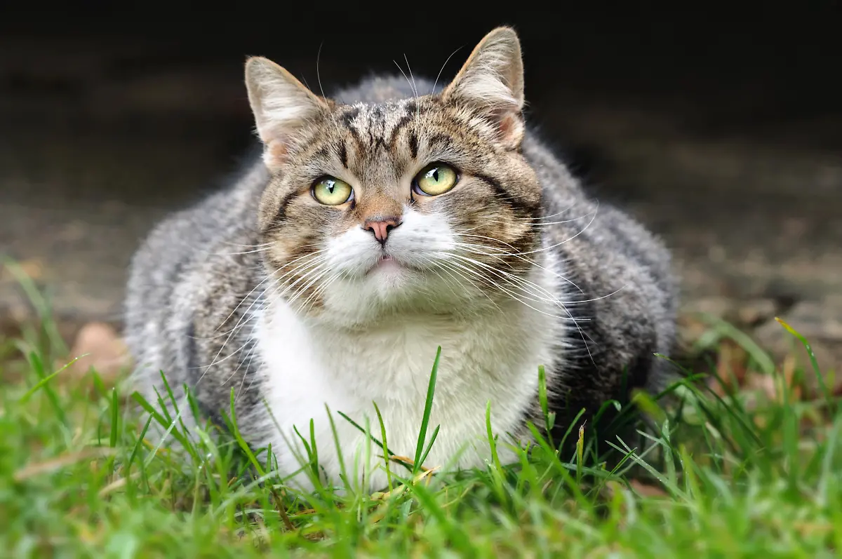 Fat-cat-lies-on-the-grass-with-upturned-eyes