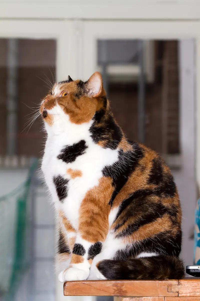 Mixed-Selkirk-Rex-and-British-shorthair-breed-tortoiseshell-feline