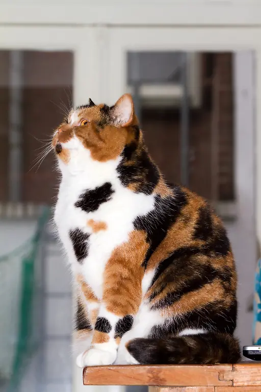Mixed-Selkirk-Rex-and-British-shorthair-breed-tortoiseshell-feline