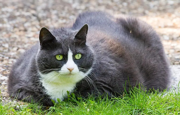 Cute-gray-fat-cat-with-obesitas-in-the-grass